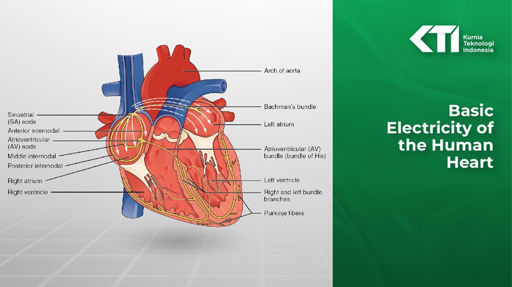 Let's Learn Basic Electricity of the Human Heart
